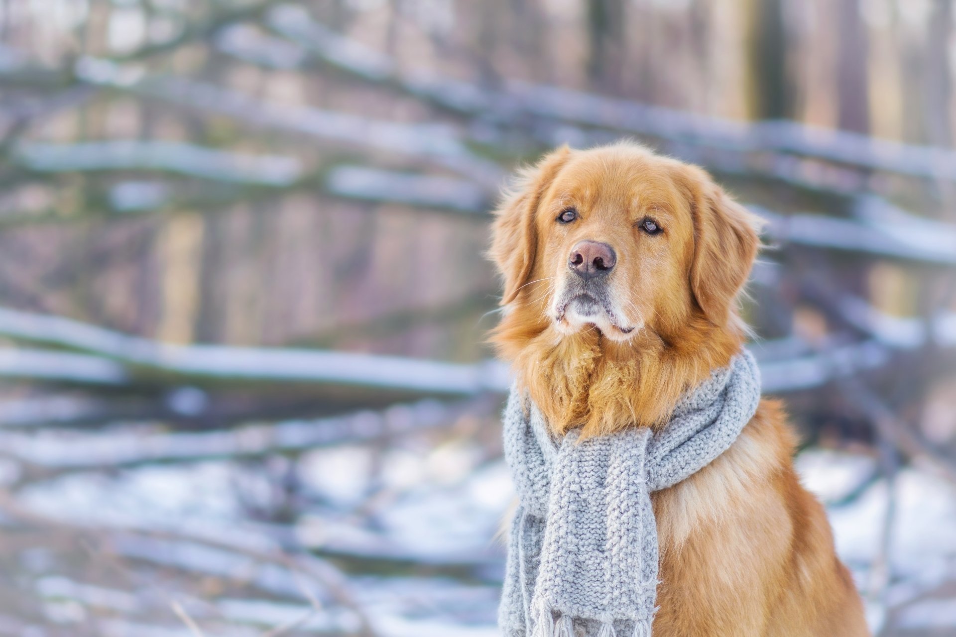 Animal Golden Retriever 4k Ultra HD Wallpaper