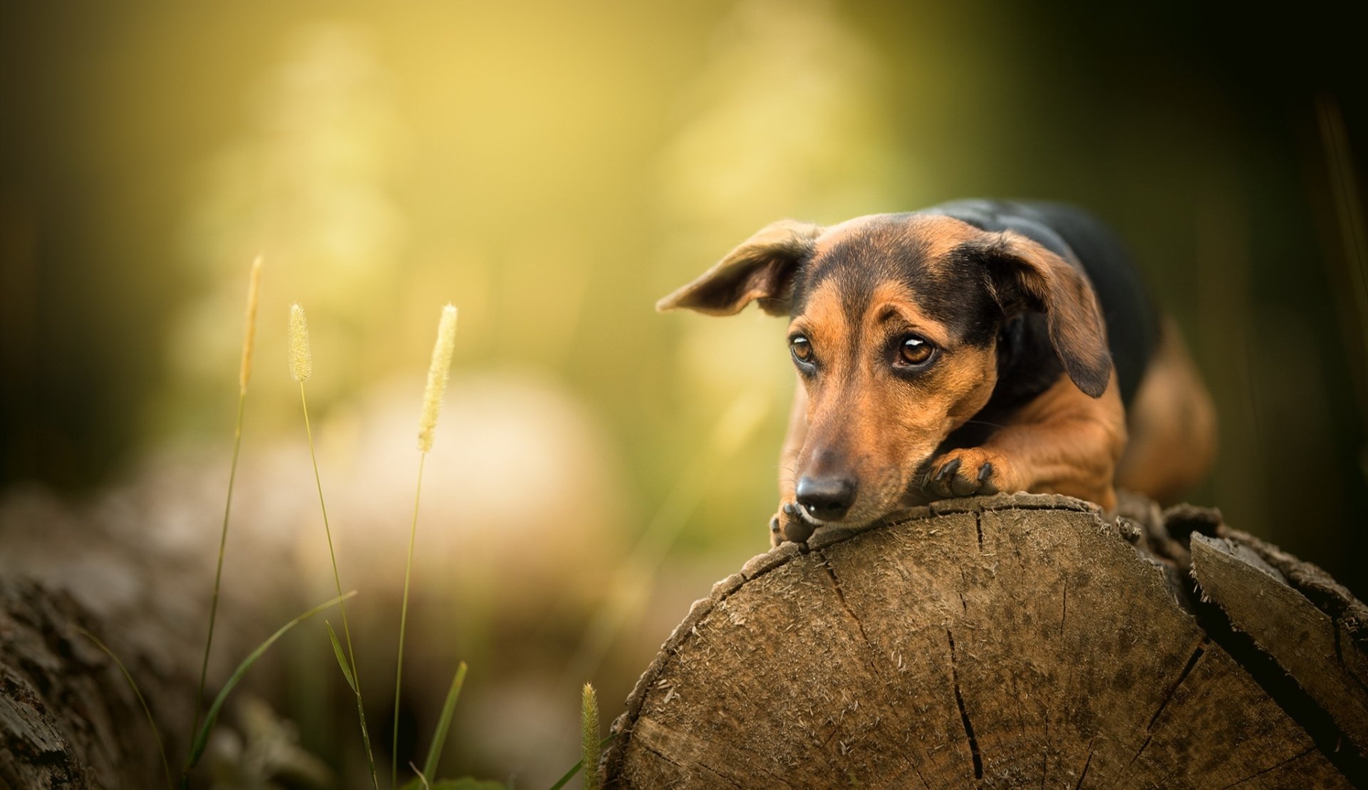 HD desktop wallpaper featuring a dog resting on a log with a soft depth of field background in warm, natural tones.