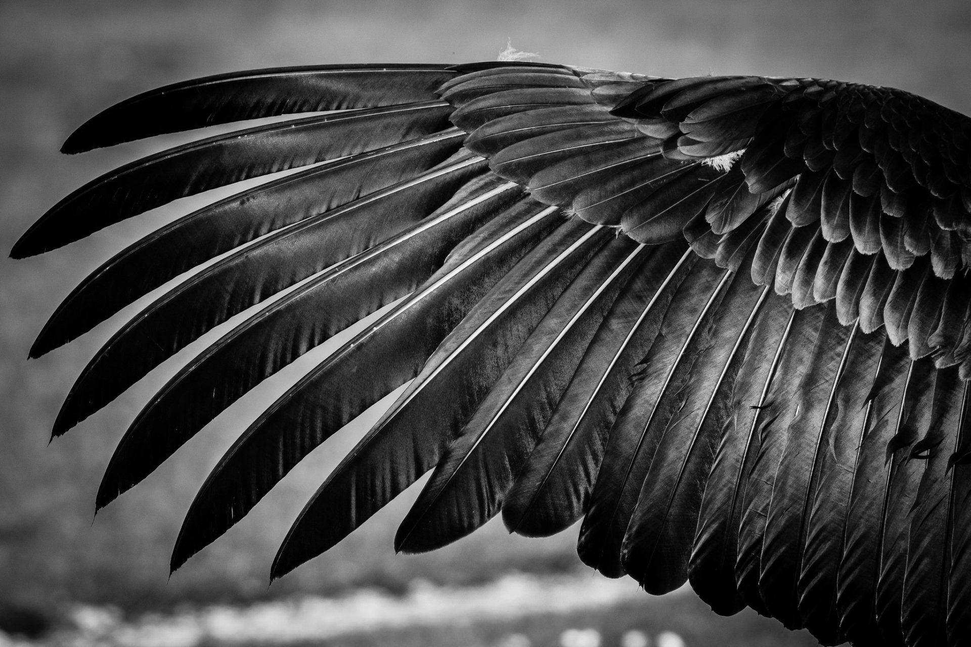 Feather Wings Fondo de pantalla HD | Fondo de Escritorio | 2048x1365