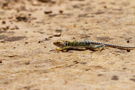  Collared Lizard on the Sand by Andrew Kuhn