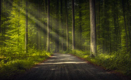 A serene dirt road through a dense forest, with sunbeams filtering through the trees, creating a tranquil and picturesque nature scene. HD desktop wallpaper and background.