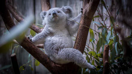 HD wallpaper featuring a relaxed koala, the marsupial animal, perched comfortably on tree branches amidst a natural forest setting.