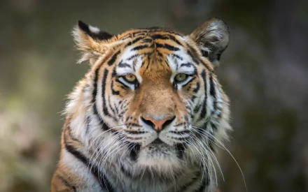 stare Animal tiger HD Desktop Wallpaper | Background Image