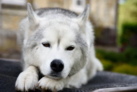 Resting husky dog with a calm expression, muzzle resting on its paw, captured in a high-definition PC desktop wallpaper background.
