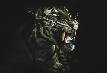 A high-definition desktop wallpaper featuring a fierce tiger roaring against a dark background, showcasing its powerful fangs and striped coat.