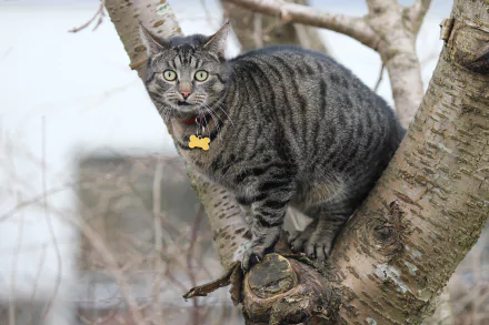 A gray tabby cat with green eyes perched on a tree branch, captured in sharp detail as a 4K Ultra HD PC desktop wallpaper and background.