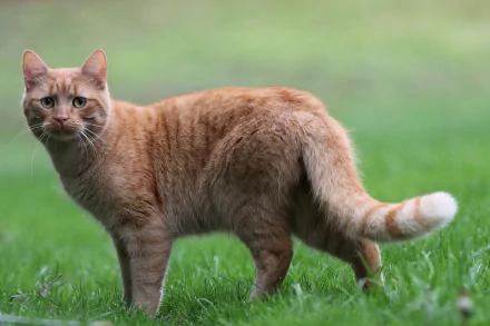 A detailed 4K Ultra HD desktop wallpaper featuring a ginger cat standing on green grass, showcasing its fur texture and attentive expression.