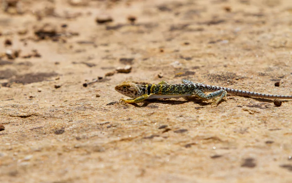  Collared Lizard on the Sand by Andrew Kuhn