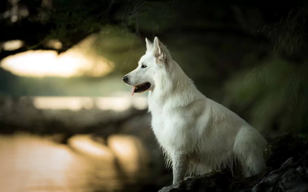 A serene Berger Blanc Suisse dog sits alert by a riverside at sunset, captured with a shallow depth of field in this HD PC desktop wallpaper.