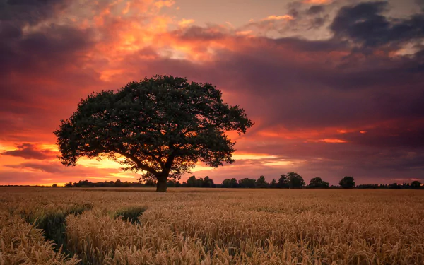 HD desktop wallpaper featuring a summer wheat field at sunset with vibrant clouds and a solitary tree standing against the glowing sky.