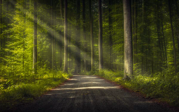 A serene dirt road through a dense forest, with sunbeams filtering through the trees, creating a tranquil and picturesque nature scene. HD desktop wallpaper and background.