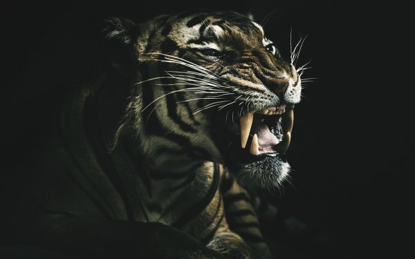 Animal Tiger Cats Roar HD Wallpaper | Background Image