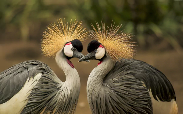 Two elegant Grey crowned cranes face each other, showcasing their striking golden crests against a softly blurred natural background in this 4K Ultra HD desktop wallpaper.