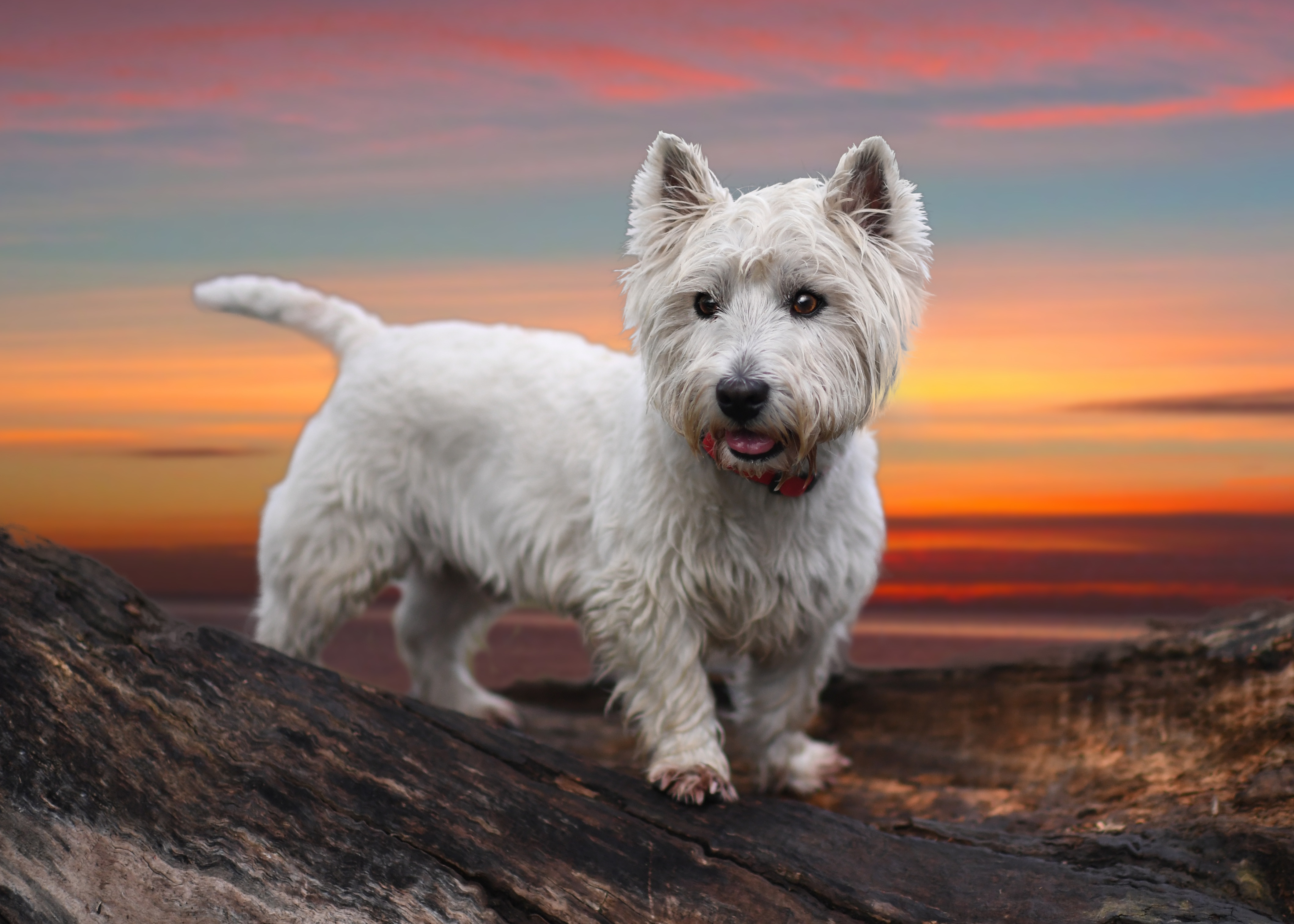 Animal West Highland White Terrier HD Wallpaper | Background Image
