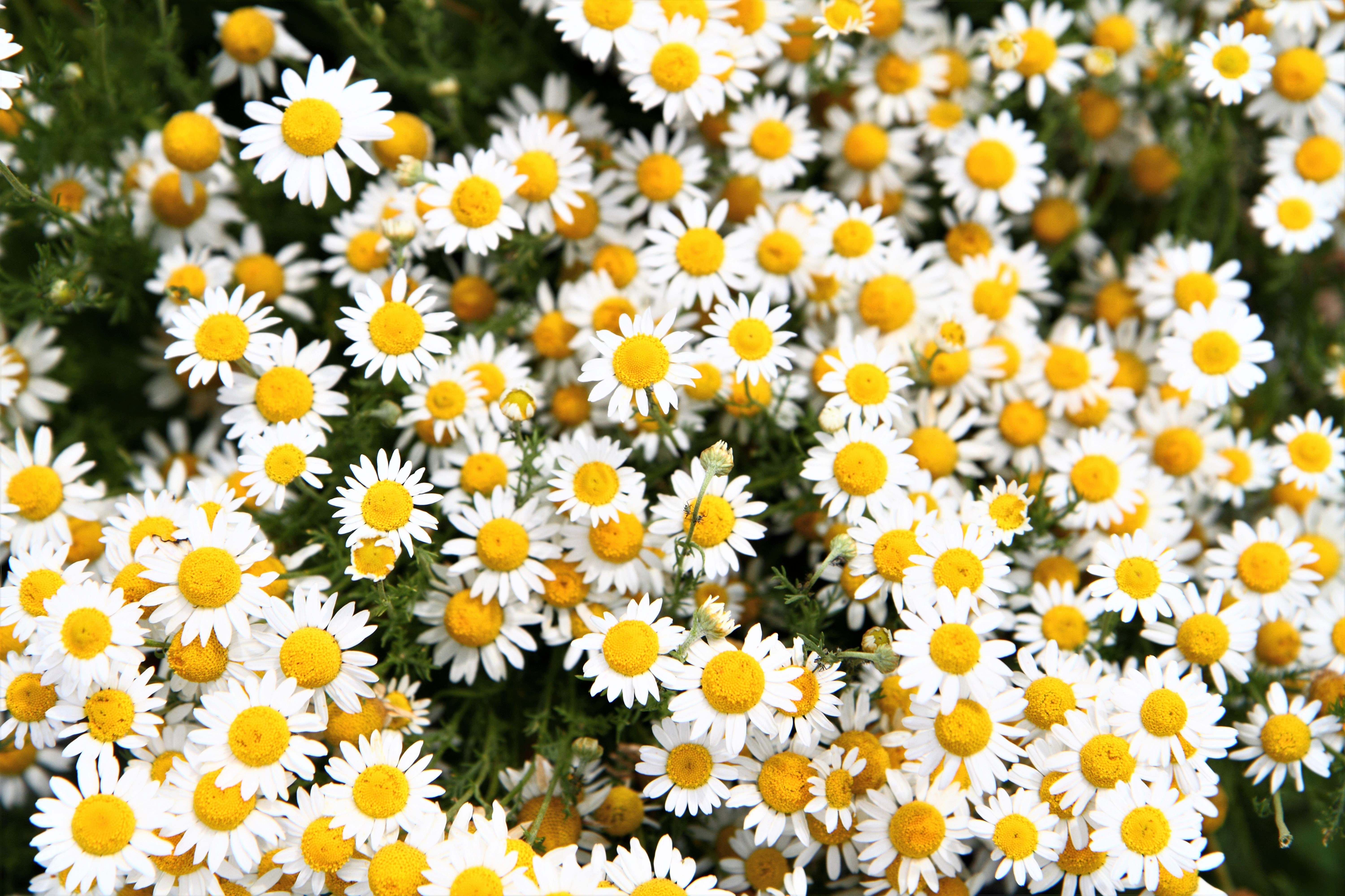 Download White Flower Flower Nature Camomile 4k Ultra HD Wallpaper