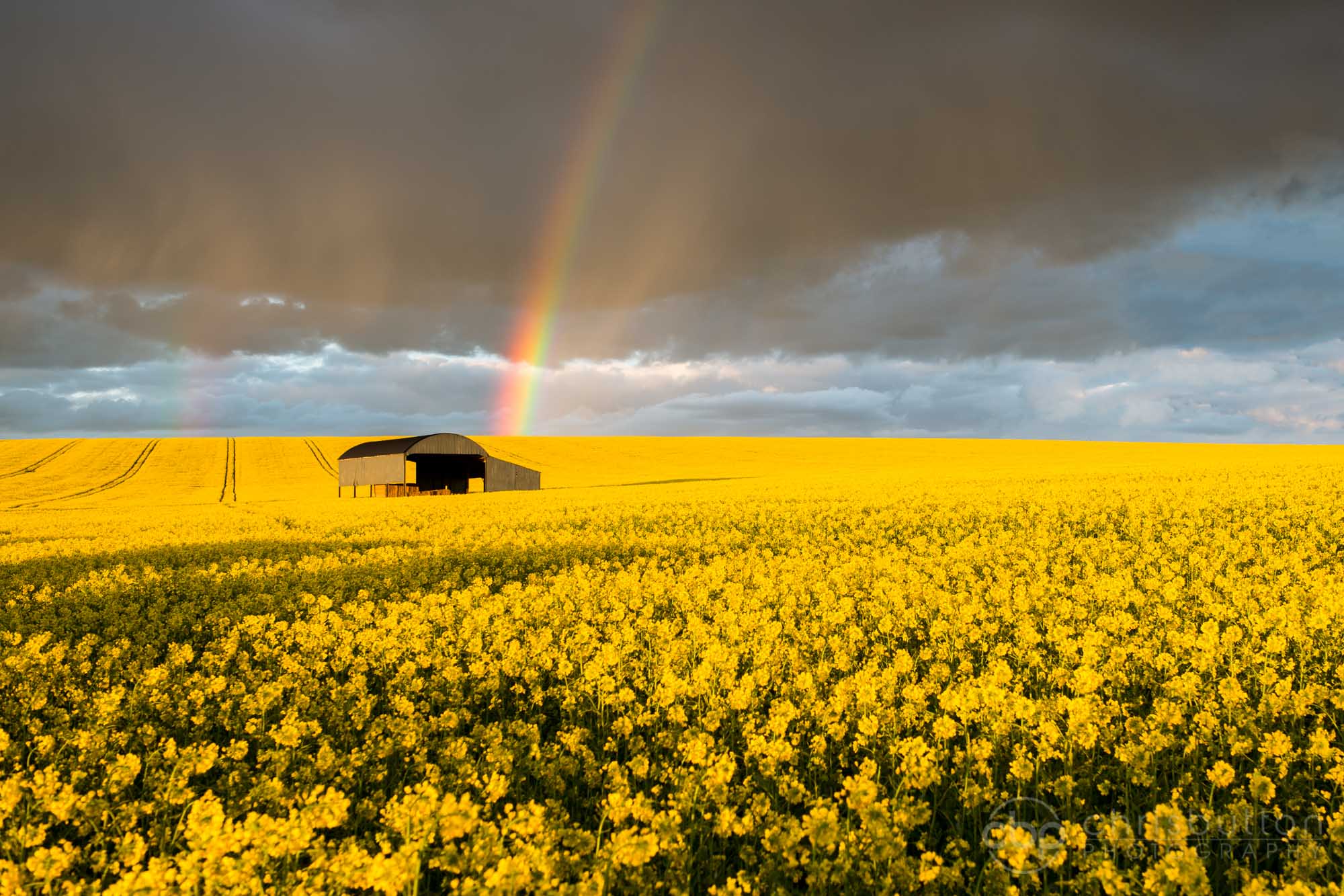 Rainbow over Rapeseed Field by Chris Button