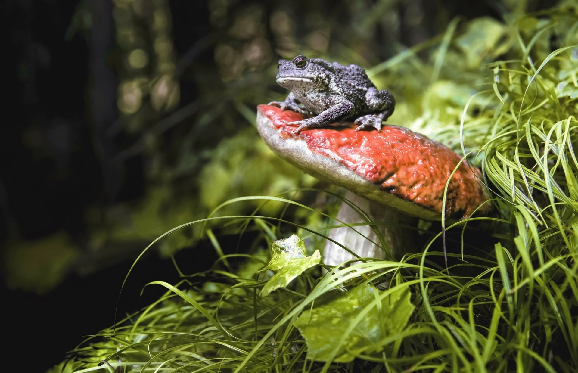 A frog rests on a red mushroom amid green grass with a blurred background, showcasing depth of field in this HD desktop wallpaper featuring an amphibian in its natural habitat.
