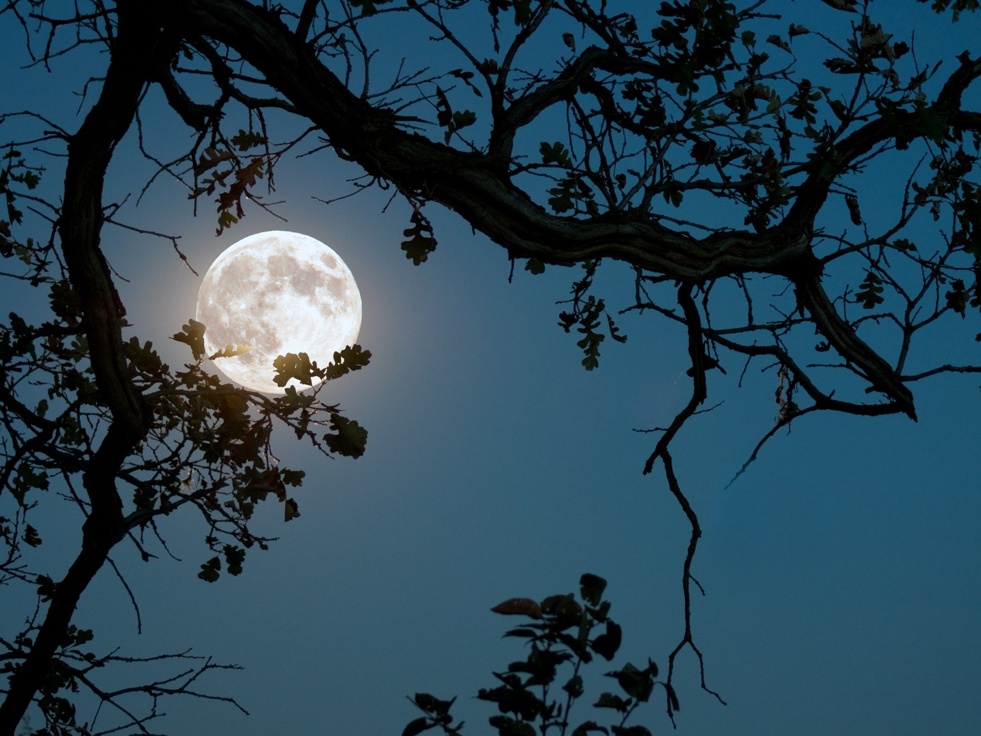 Download Silhouette Branch Tree Night Nature Moon HD Wallpaper