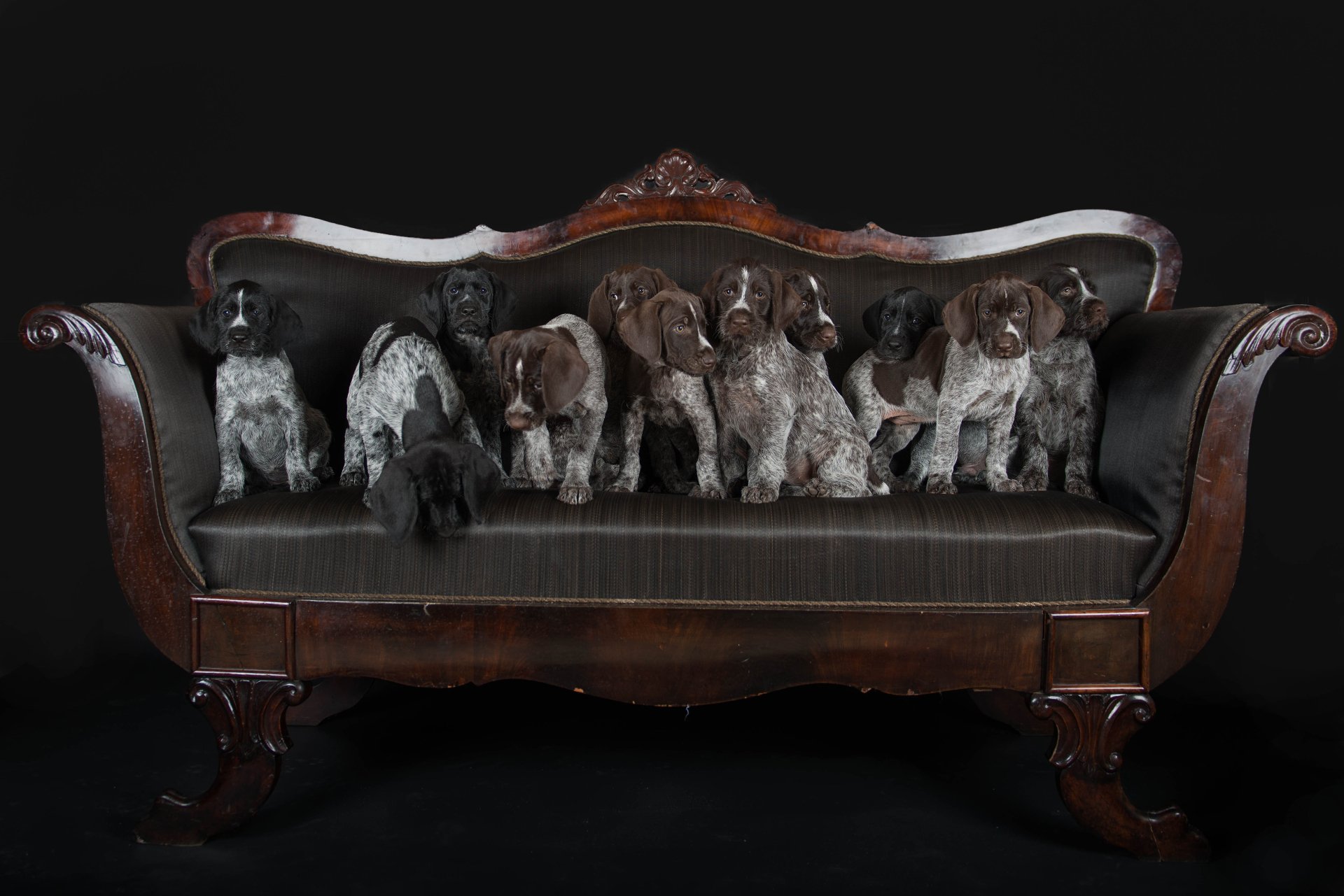 Cute German Shorthaired Pointer puppies lined up on an ornate sofa/couch — baby animals in a 4K Ultra HD PC desktop wallpaper background.