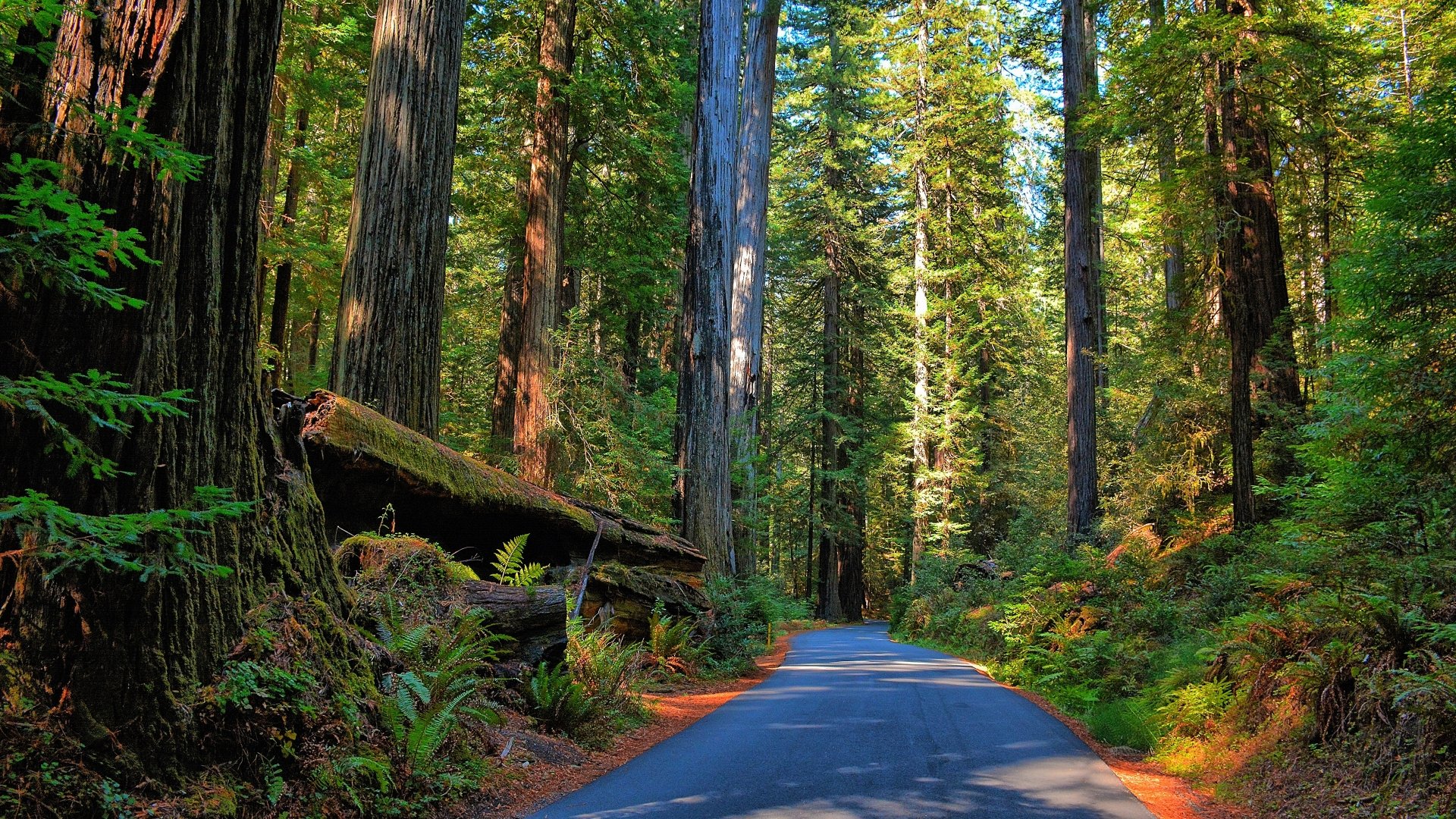 Light On Mystic Redwood Forest forest California plants bonito  sunrise HD wallpaper  Peakpx