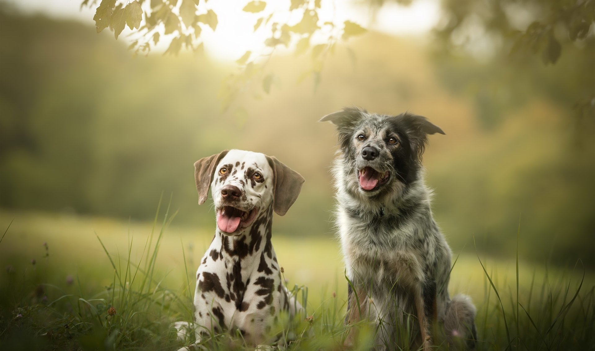 A Dalmatian and a mixed-breed dog sit side by side in grass with a soft depth of field, captured in an HD desktop wallpaper showcasing natural outdoor light.