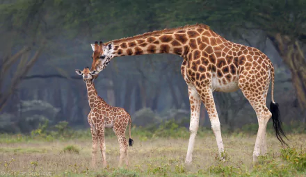 HD desktop wallpaper of a baby giraffe affectionately nuzzled by its mother in a natural, grassy animal habitat.