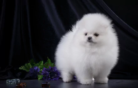 dog Animal spitz HD Desktop Wallpaper | Background Image
