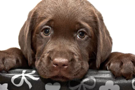 HD wallpaper featuring an adorable puppy, a baby Chesapeake Bay Retriever, with a patterned background.