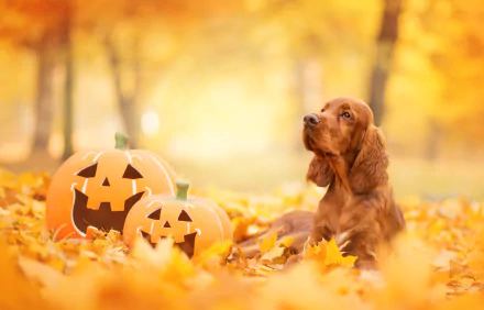 A cocker spaniel dog sits among fallen autumn leaves with two carved pumpkins, captured in HD with a soft depth of field in a fall outdoor setting.