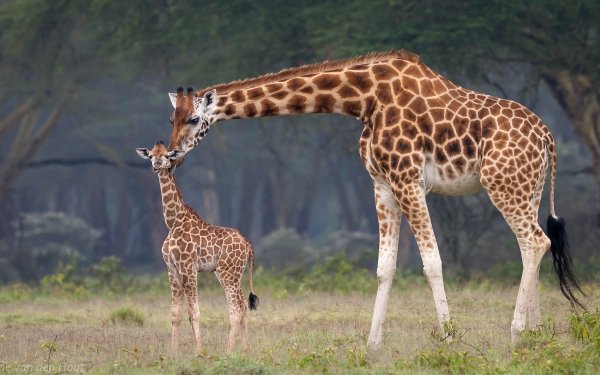 Animal Giraffe Baby Animal HD Wallpaper | Background Image