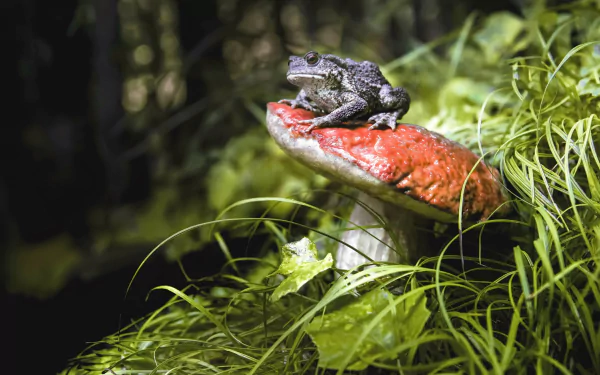 A frog rests on a red mushroom amid green grass with a blurred background, showcasing depth of field in this HD desktop wallpaper featuring an amphibian in its natural habitat.
