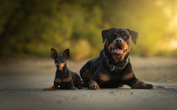 Animal Rottweiler Dogs Dog Puppy Baby Animal Depth Of Field HD Wallpaper | Background Image