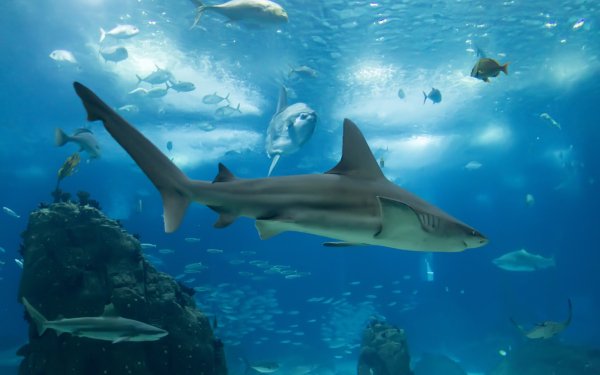 Animal Shark Sharks Fish Sea Life Underwater HD Wallpaper | Background Image