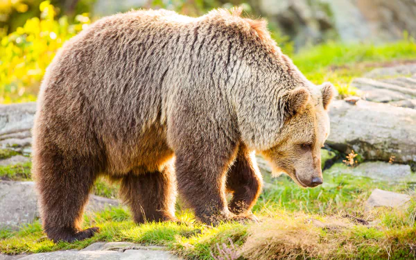 Animal bear HD Desktop Wallpaper | Background Image