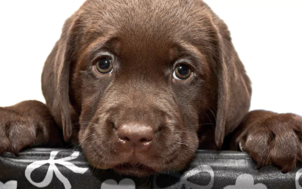 HD wallpaper featuring an adorable puppy, a baby Chesapeake Bay Retriever, with a patterned background.