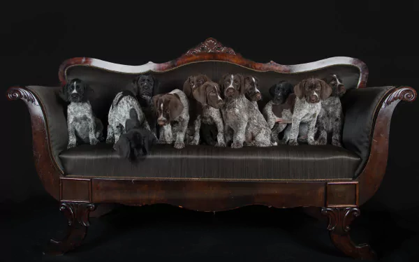  German Wirehaired pointer and German Shorthaired Pointer Puppies