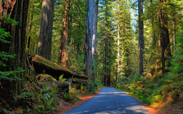 HD wallpaper of a serene road winding through a lush forest of towering redwood trees, surrounded by vibrant green vegetation and natural beauty.