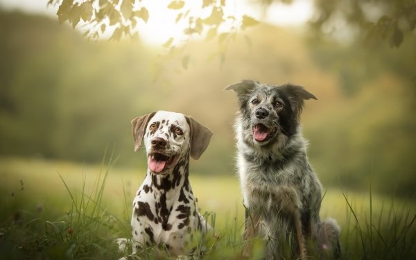 Animal Dog Dogs Dalmatian Depth Of Field HD Wallpaper | Background Image
