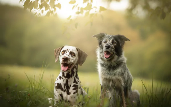 A Dalmatian and a mixed-breed dog sit side by side in grass with a soft depth of field, captured in an HD desktop wallpaper showcasing natural outdoor light.