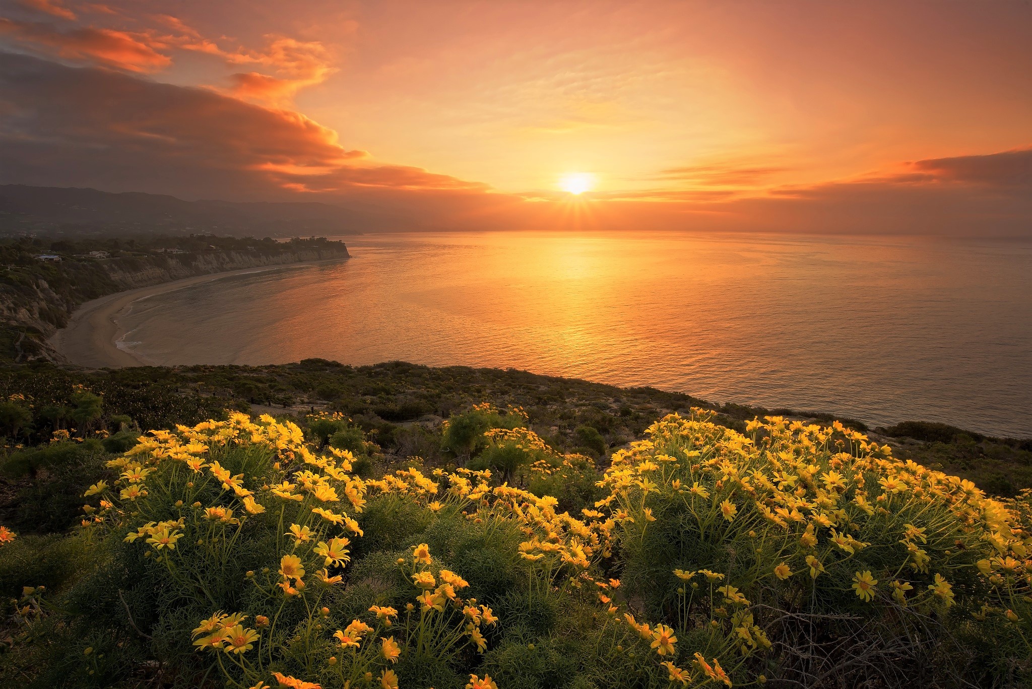 Flowers on the Coast at Sunset