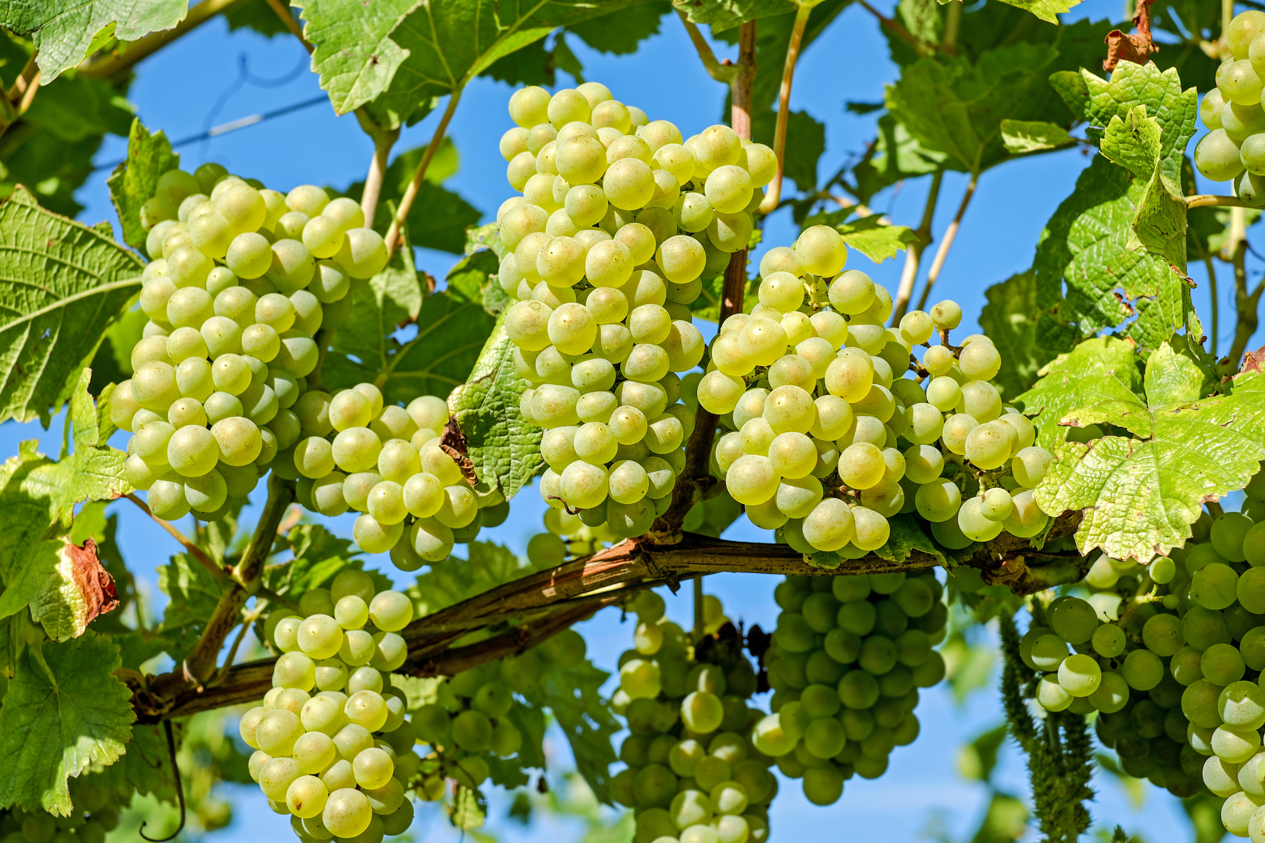 Green Grapes on a Grapevine for Wine by Couleur