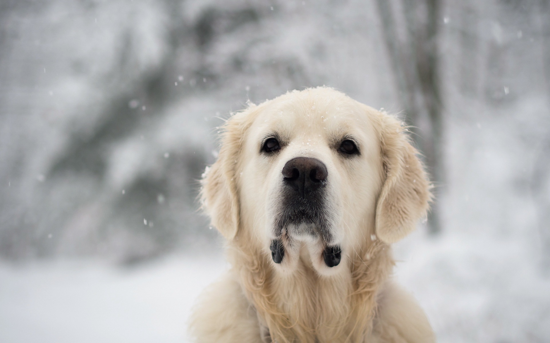 Animal Golden Retriever HD Wallpaper