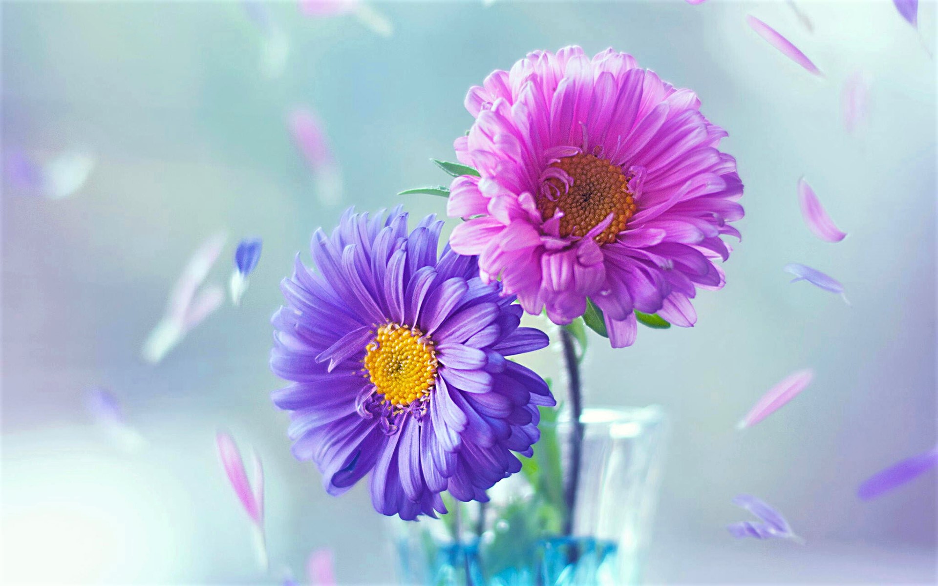 Pink and Purple by Ashraful Arefin