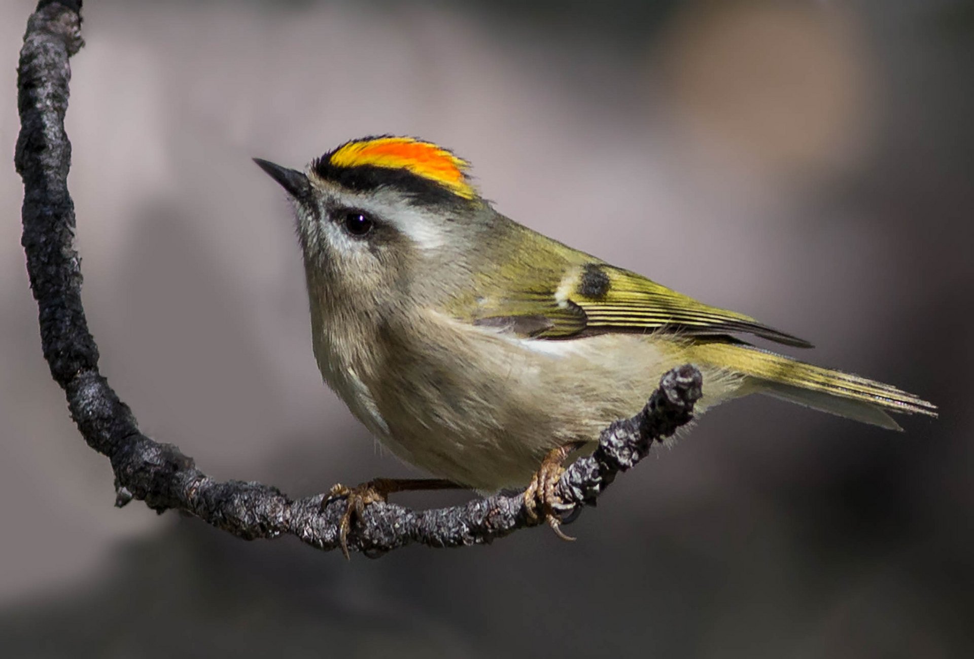 Download Branch Cute Golden-crowned Kinglet Animal Bird HD Wallpaper by Eric Gofreed