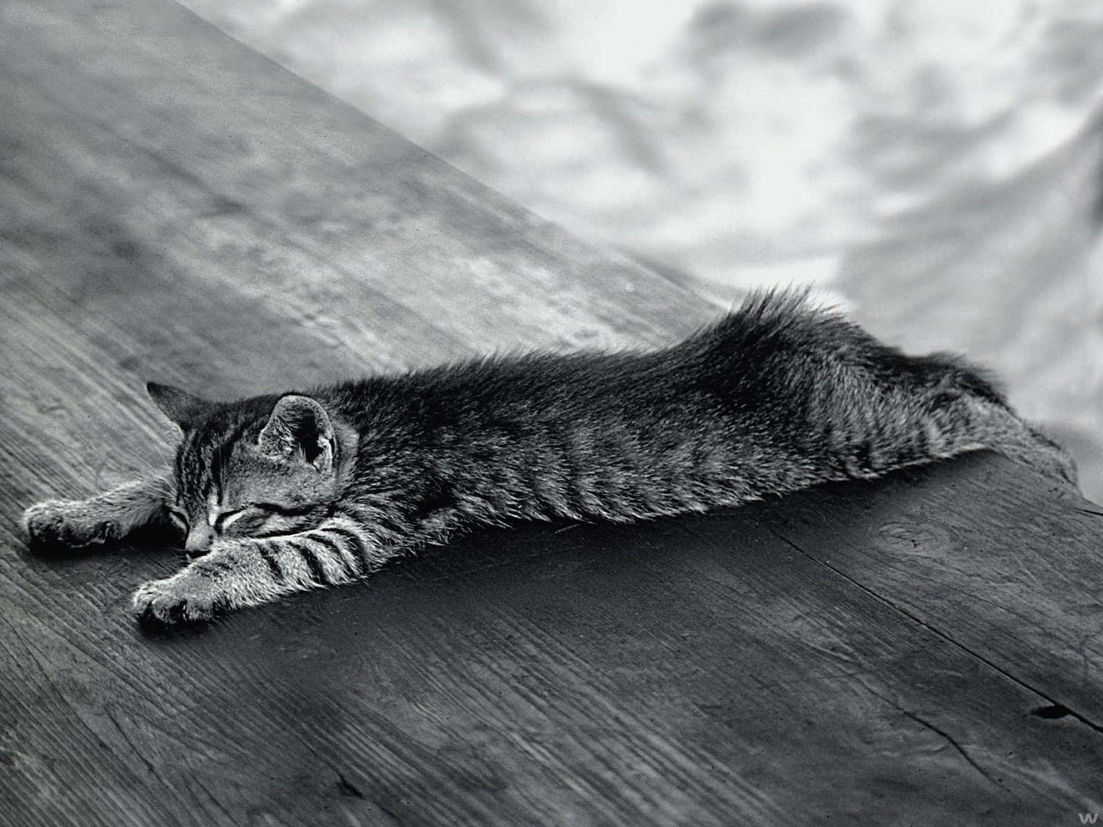 A serene HD desktop wallpaper featuring a sleeping cat stretched out gracefully on a wooden surface, showcasing its sleek stripes and peaceful demeanor.
