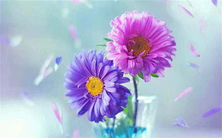 HD desktop wallpaper featuring vibrant purple and pink daisies with delicate petals against a soft, nature-inspired background.