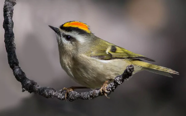  Golden-Crowned Kinglet by Eric Gofreed