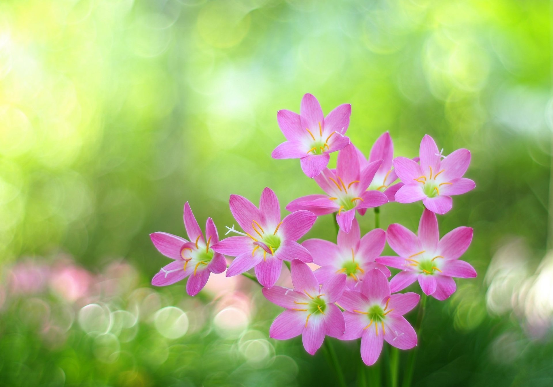 HD Pink Flower Beauty: Nature's Bokeh Bloom, image size:1920x1343