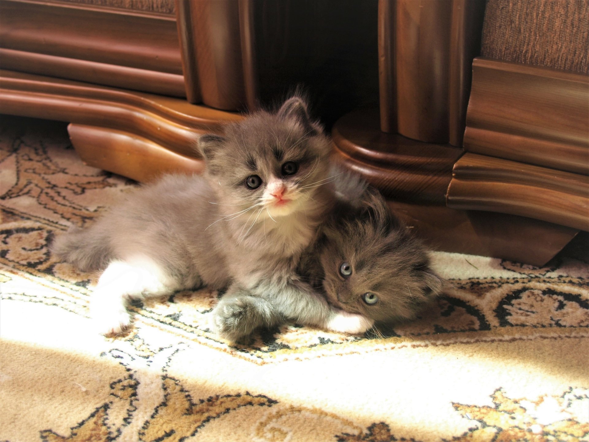 Two fluffy, cute baby kittens playing on a carpet near wooden furniture, captured in HD for a charming PC desktop wallpaper background.