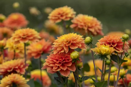 peach flower flower nature dahlia HD Desktop Wallpaper | Background Image